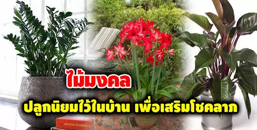 PUSSY888 ต้นไม้มงคลเสริมดวงเหมาะกับการหมุนสล็อต