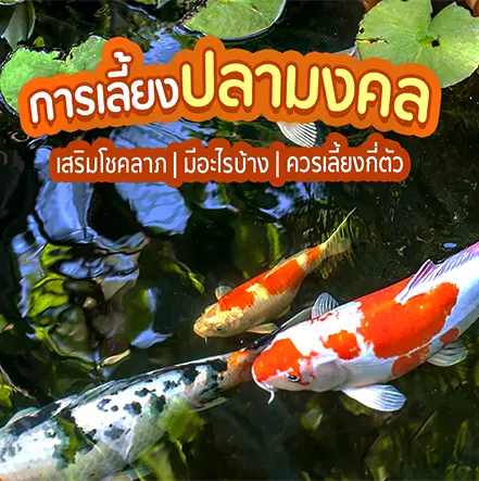 PG SLOT ปลามงคลเลี้ยงแล้วปังหมุนสล็อตรุ่งโรจน์
